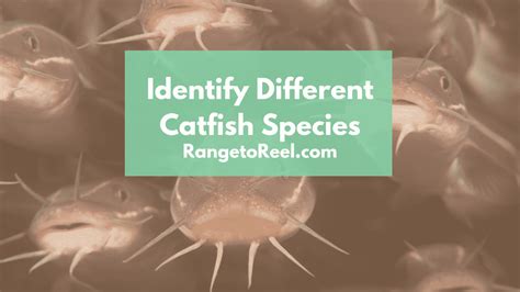 Different Catfish Species Identify 4 Main Types Rangetoreel