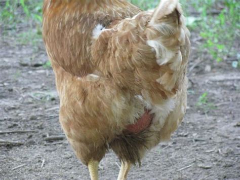 Hen Acts Normal But Has Feathers Missing On Bottom Backyard Chickens