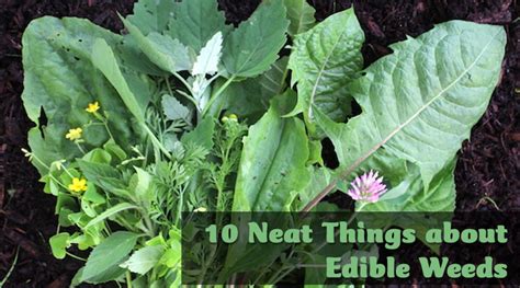 Edible Plants Ontario Book 10 Things To Forage In Ontario An Edible