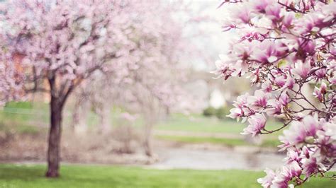 2048x1152 Cherry Blossom Tree 5k Wallpaper2048x1152 Resolution Hd 4k