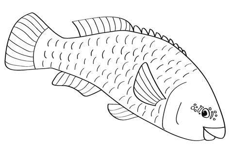 Galjoen Fish Colouring Pages Sketch Coloring Page