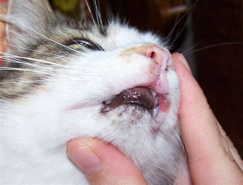 Cat Has A Cold Sore Cat Meme Stock Pictures And Photos