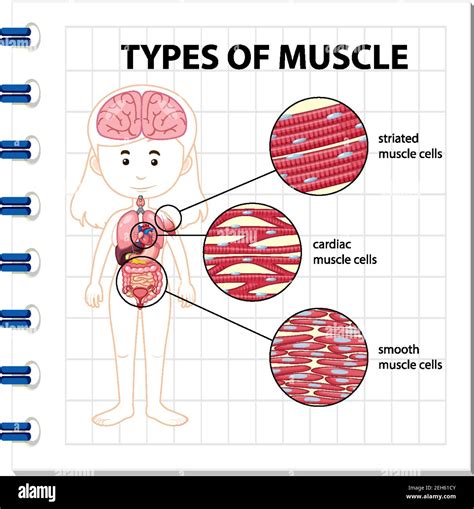 Types Of Muscle Cell Diagram Illustration Stock Vector Image Art Alamy