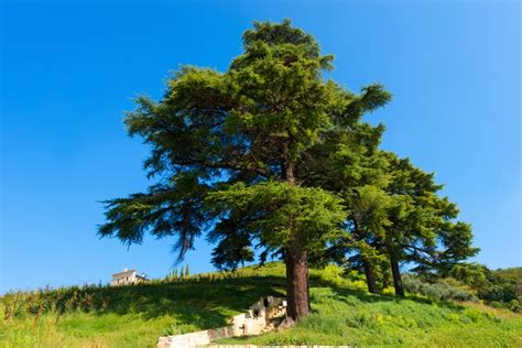 How To Grow Cedar Trees From Seed Hunker