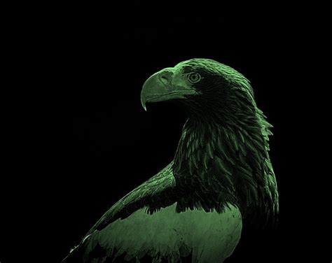 Home Green Eagle