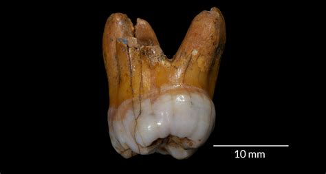 News Brief Ancient Teeth Point To Neandertal Relatives