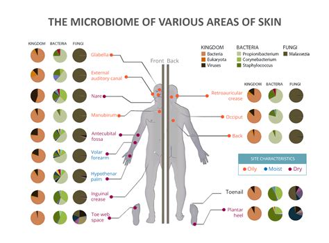 Variation In The Microbiome Skindrone