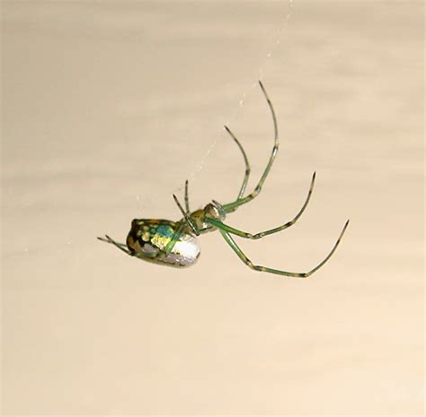 Bright Green Spider Flickr Photo Sharing