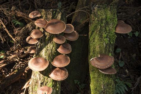 A Complete Guide To Shiitake Mushrooms Grocycle