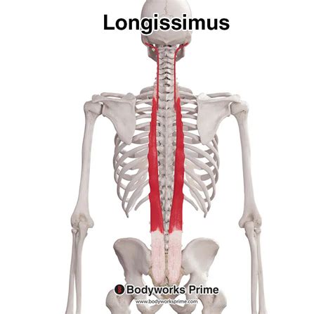 Longissimus Muscle Anatomy Bodyworks Prime