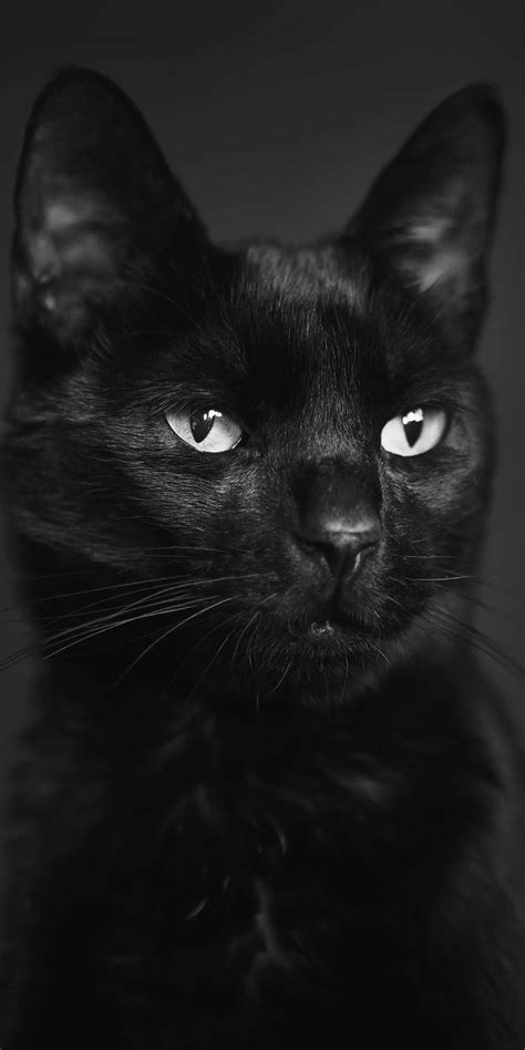 Download Free Black Cat Wallpaper Discover More Animal Black Cat Cat