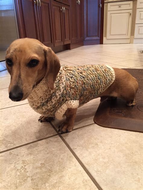 We are dedicated to breeding the best dachshund puppies. Marley wearing a brand new sweater handmade by Judy. Fits ...