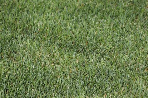 Turf Type Tall Fescue Vs Kentucky Bluegrass Comparison Lawn Chick