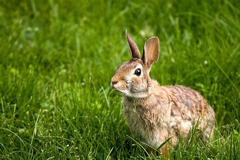 Should I Take Care Of Wild Rabbits Should I Get Rabbits Rabbits