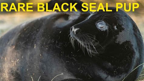 Very Rare Black Seal Pup At Donna Nook Youtube