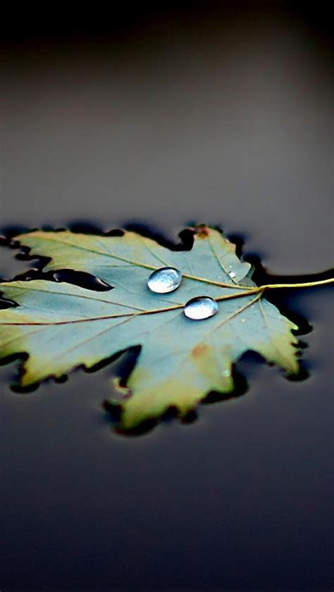 Water Leaf Drops Iphone Wallpapers Free Download