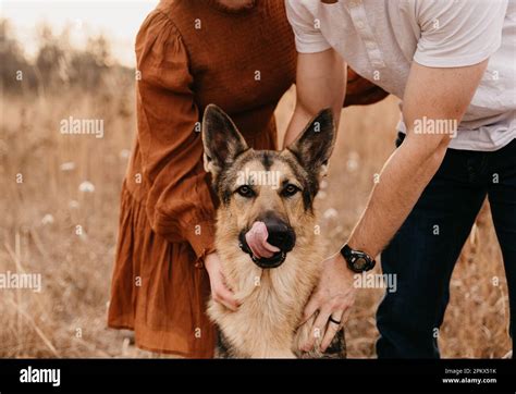 German Shepherd Dog Licking Noose Stock Photo Alamy