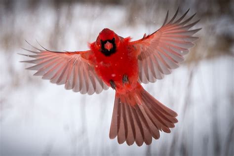 10 Fascinating Facts The Northern Cardinal Lyric Wild Bird Food