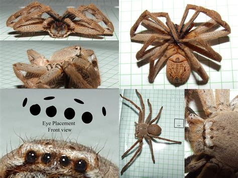 Sparassidae Huntsman Spider Dscf7005comp Kingdomanimalia Flickr