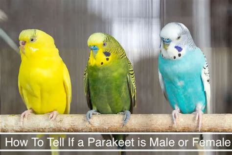 Determining The Sex Of A Parakeet Key Indicators And Cere Color