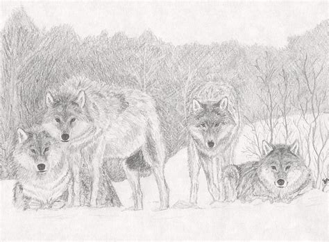 Wolf Pack Drawing By Stephen Brissette