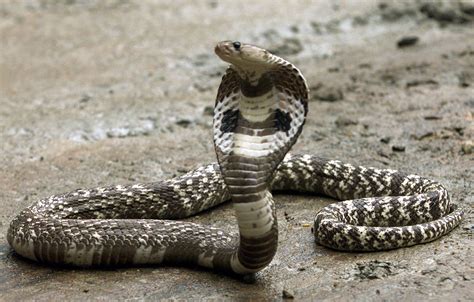 Indian King Cobra Snake Wallpaper 50 Images