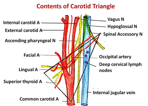 Carotid Triangle Boundaries Contents Anatomyqa