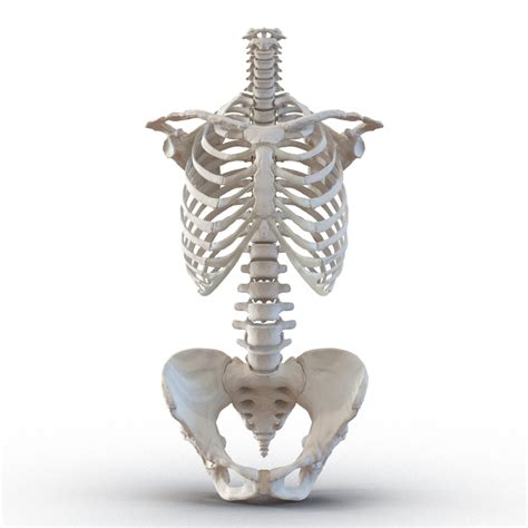Female Skeleton Human Skull 3d Model Female Skeleton Human Skull Skeleton Model