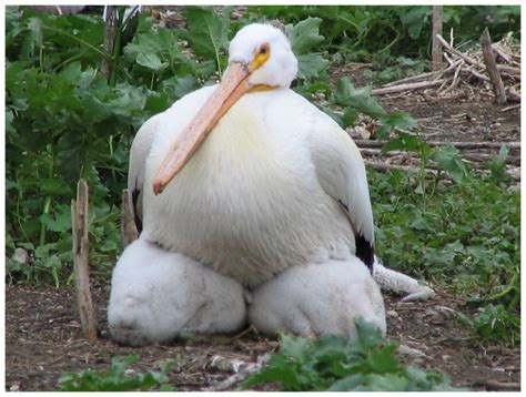 Two Older American White Pelican Chicks 56 Weeks Old Returned To