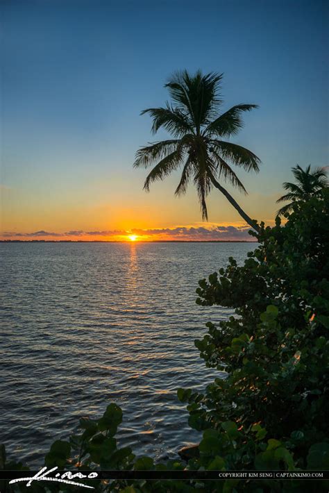 Coconut Tree Over Indian River Lagoon Jensen Beach Natural Sunri Hdr