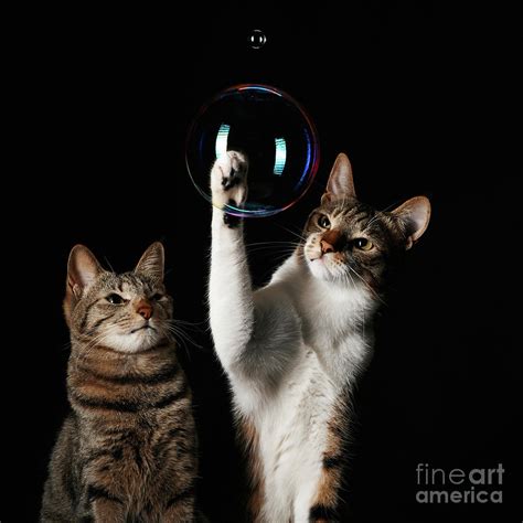 Studio Shot Of Two Cats Playing With By Akimasa Harada