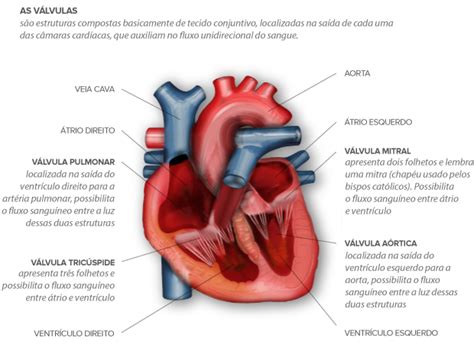 Cardiologista Clinica De Cardiologia São Paulo Cuidando Do Seu Coração O Cardiologista é