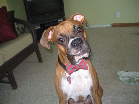 Others may cause itching and skin related problems. Food Allergies - Boxer Forum : Boxer Breed Dog Forums