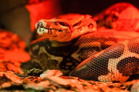 Premium Photo Snake Python Closeup Under Red Light
