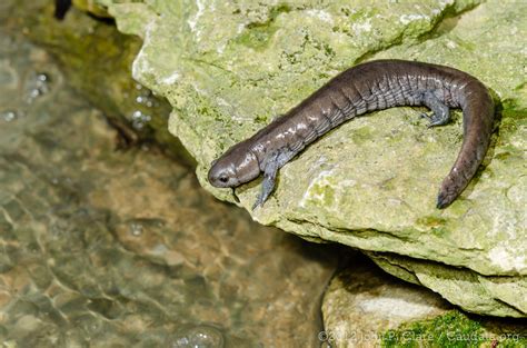 Ambystoma Barbouri Streamside Salamander Kentucky March Flickr