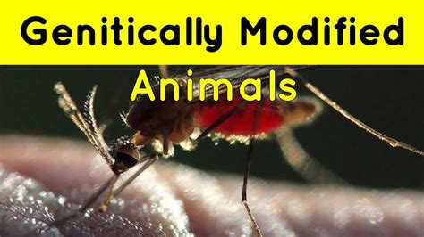 Genetically Modified Animals Findfact Dna Gene Tamil News