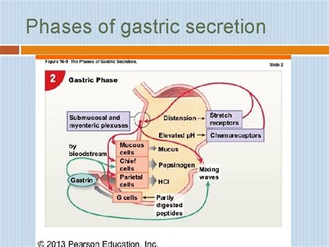 PHYSIOLOGY OF THE STOMACH REGULATION OF GASTRIC SECRETION