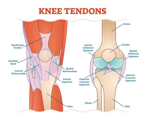 Tendons And Ligaments Around Knee Hot Sex Picture