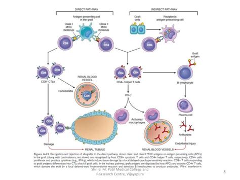 Graft Versus Host Disease