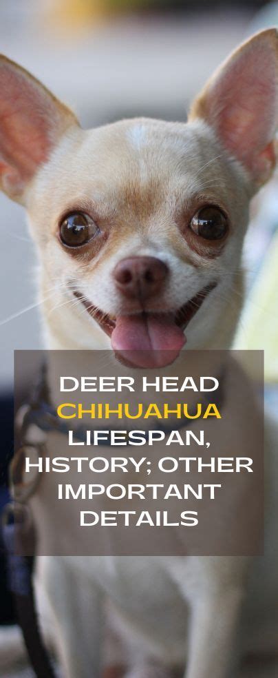 A Small Dog With Its Tongue Out And The Words Deer Head Chihuahua Life