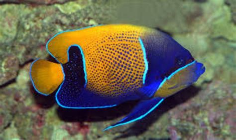 Bluegirdled Angelfish Information And Picture Sea Animals