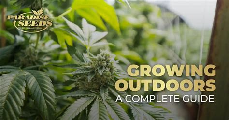 Growing Cannabis Outdoors An Awesome Complete Guide