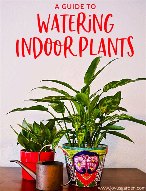Top 10 How Much Water Should You Give Indoor Plants Dashoffer