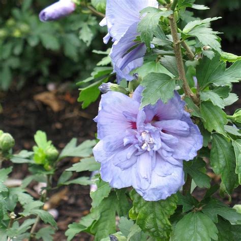 Hibiscus Syriacus Notwoodthree Blue Chiffon Rose Of Sharon From