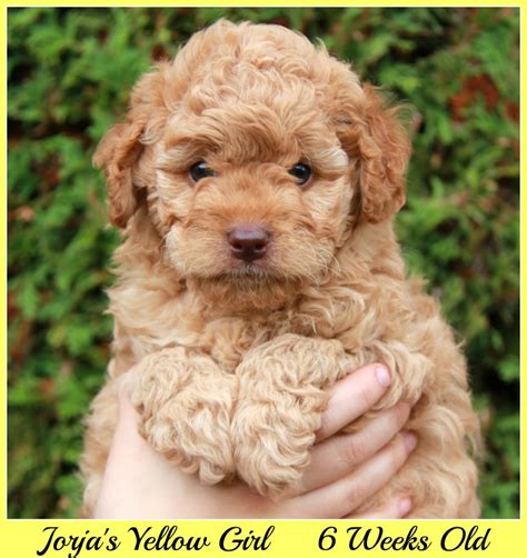 Lancaster puppies has mini labradoodle puppies for sale. Labradoodle Puppies Available from Dreamland Doodles