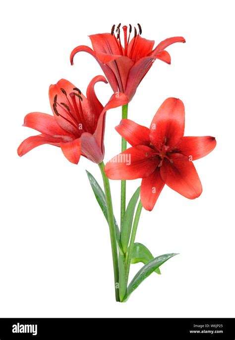 Dark Red Lily Isolated On White Background Stock Photo Alamy