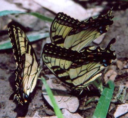 Swallowtails Butterflies Of The Sabinal River Valley Utopia Texas