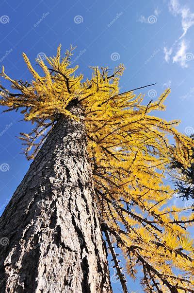 Golden Larch Tree Stock Image Image Of Fall Tree Golden 11338397