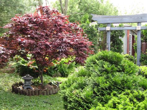 Both hydrangeas and azaleas are toxic to children and pets. pretty garden decoration with dwarf japanese maple ...