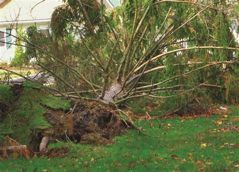 sarnia to help pick up storm debris next week the sarnia journal